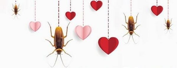 Назови таракана именем бывшего (ей) и скорми его жабе: акция от Николаевского зоопарка ко Дню святого Валентина