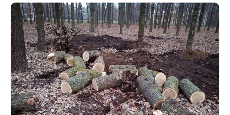 25,6 тыс. грн. – размер вреда, причиненного уничтожением дубов в сквере «Николаевский». ГЭИ обратилась в полицию