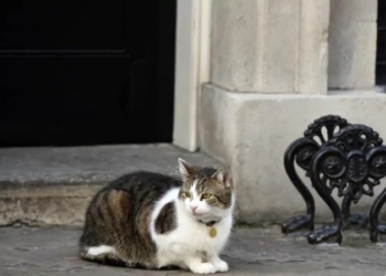 Из ненашей жизни: кот Ларри отметил 10-летие работы на посту главного мышелова в резиденции премьер-министра Великобритании (ВИДЕО)