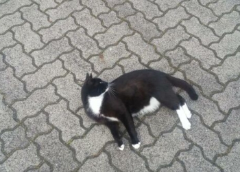 В Германии коту запретили баллотироваться в мэры (ФОТО)