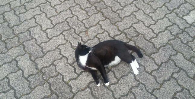 В Германии коту запретили баллотироваться в мэры (ФОТО)