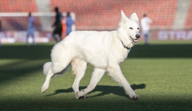 С дебютом, Чилла! В Швейцарии собака прервала футбольный матч (ВИДЕО)