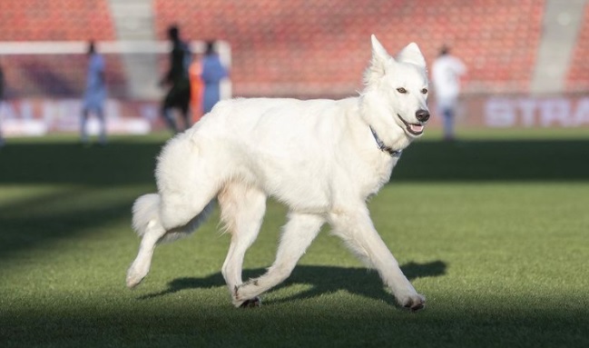 С дебютом, Чилла! В Швейцарии собака прервала футбольный матч (ВИДЕО) 1