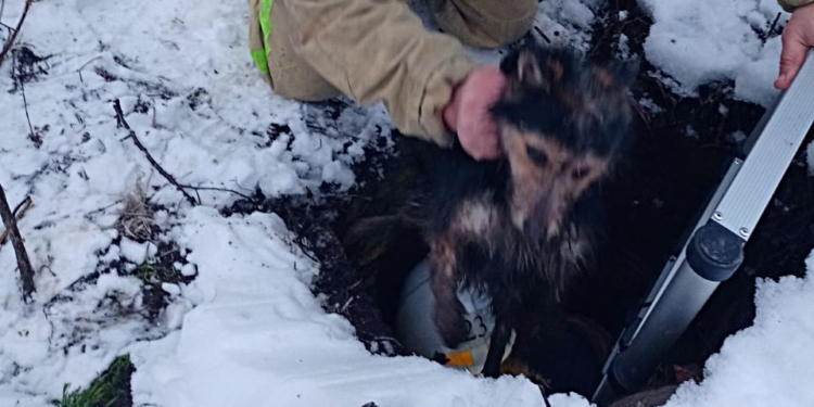 Мокрый, несчастный, но спасенный: в Первомайске из колодца спасатели достали пса (ФОТО)
