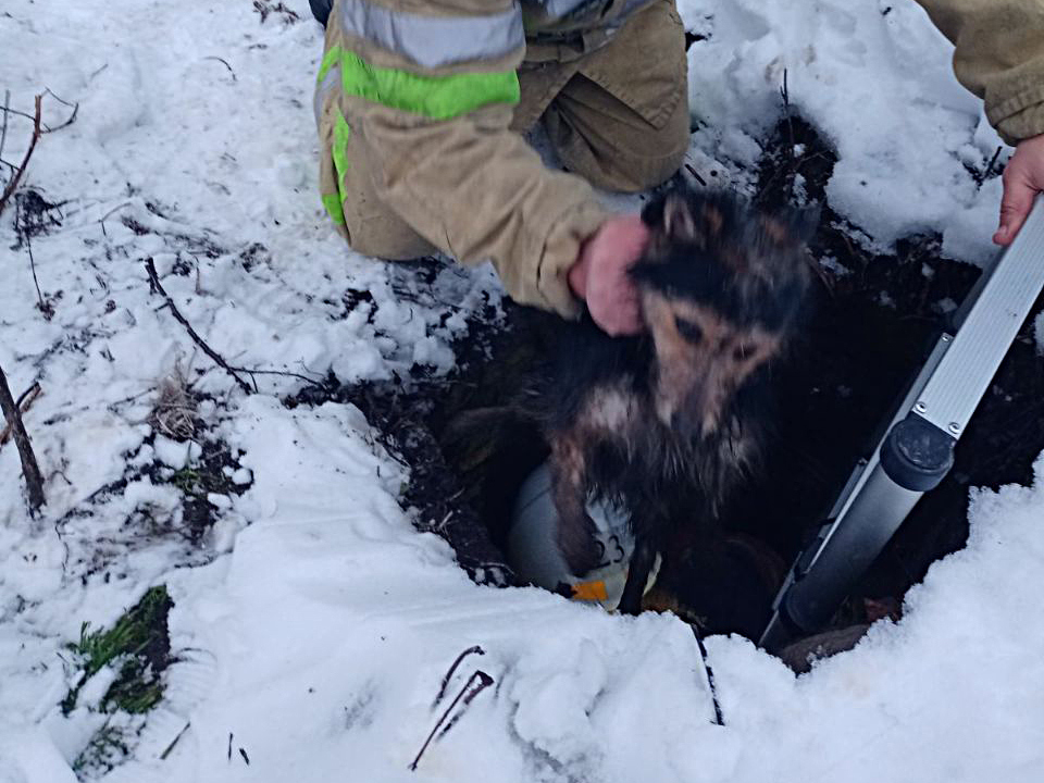 Мокрый, несчастный, но спасенный: в Первомайске из колодца спасатели достали пса (ФОТО) 1