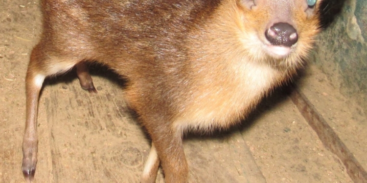 Очень маленький, но – олень: в Николаевском зоопарке появился на свет мунтжак (ФОТО)