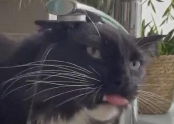 По усам текло, да в рот не попало: кот хочет пить воду только из крана, но никак не поймет, как это сделать (ВИДЕО)