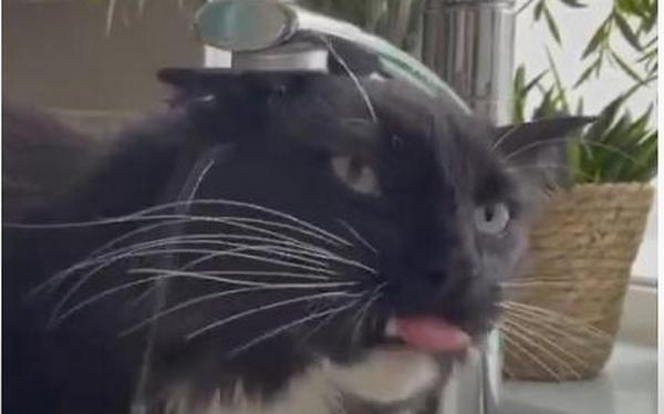 По усам текло, да в рот не попало: кот хочет пить воду только из крана, но никак не поймет, как это сделать (ВИДЕО) 1