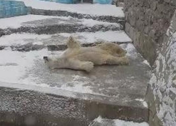 Вот, кто точно радуется снегу: в Николаевском зоопарке показали зимние развлечения белого медведя (ВИДЕО)