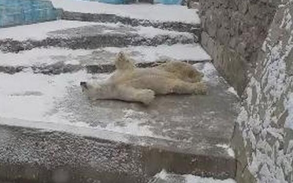 Вот, кто точно радуется снегу: в Николаевском зоопарке показали зимние развлечения белого медведя (ВИДЕО)