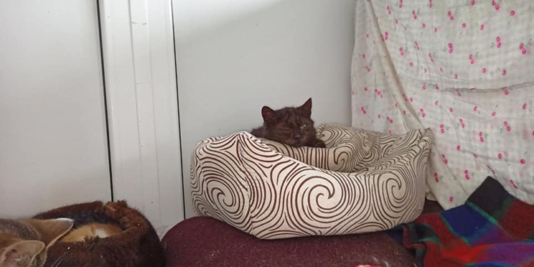 В Николаеве ученики школы №56 пошили лежанки и купили корм для постояльцев “Центра защиты животных” (ФОТО)