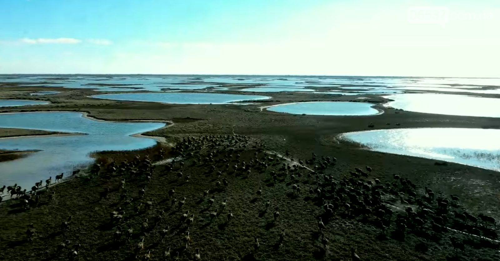 Райское место. На острове Джарылгач посчитали животных: муфлонов там – как зайцев (ФОТО)