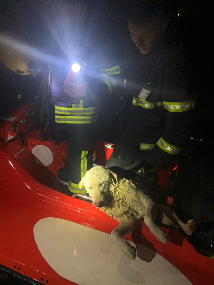 Айболитов день. В Николаеве спасатели 2 собак вытащили из колодца, одну из реки и сняли кота с дерева (ФОТО) 5
