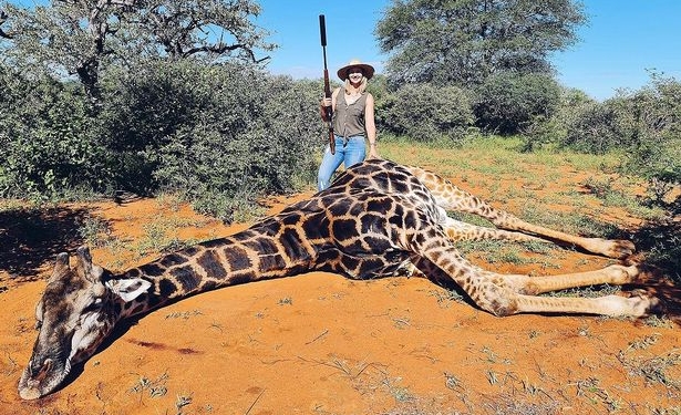 Семейная пара на 14 февраля убила жирафа и вырезала ему сердце на “валентинку”  (ФОТО)
