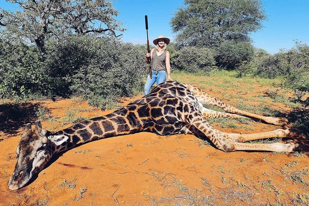 Семейная пара на 14 февраля убила жирафа и вырезала ему сердце на "валентинку" (ФОТО) 5