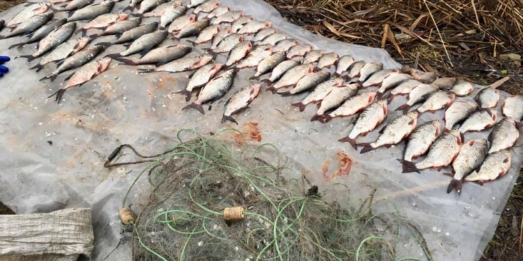 Николаевский рыбоохранный патруль поймал у Зайвого браконьера с 80 рыбинами (ФОТО)