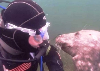 «Только раз бывает в жизни встреча»: как дайвер тюленям животики чесал (ФОТО)