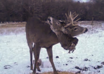 Ужас. В Японии сняли оленя с застрявшей в рогах головой (ВИДЕО 18+)