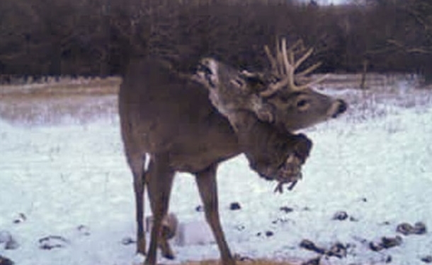 Ужас. В Японии сняли оленя с застрявшей в рогах головой (ВИДЕО 18+)