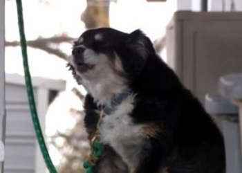 Мужчина оставил любимой собаке наследство в 5 млн долларов