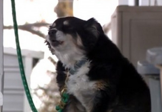 Мужчина оставил любимой собаке наследство в 5 млн долларов