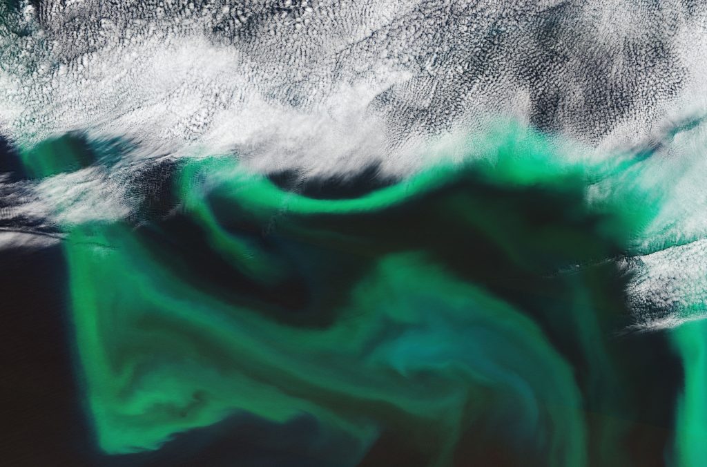 Спутник ESA показал цветение Тихого океана, ученые предупреждают об опасности (ФОТО, ВИДЕО) 3