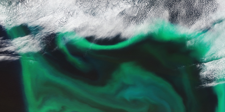 Спутник ESA показал цветение Тихого океана, ученые предупреждают об опасности (ФОТО, ВИДЕО)