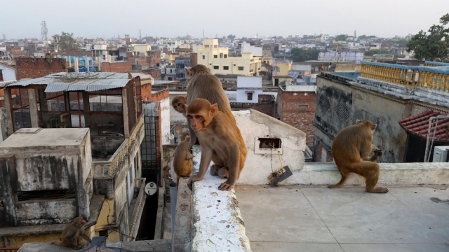 В Индии обезьяны украли 2 младенцев. Одного удалось спасти 1