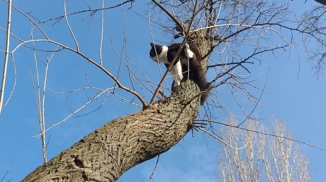 Айболитов день. В Николаеве спасатели 2 собак вытащили из колодца, одну из реки и сняли кота с дерева (ФОТО)