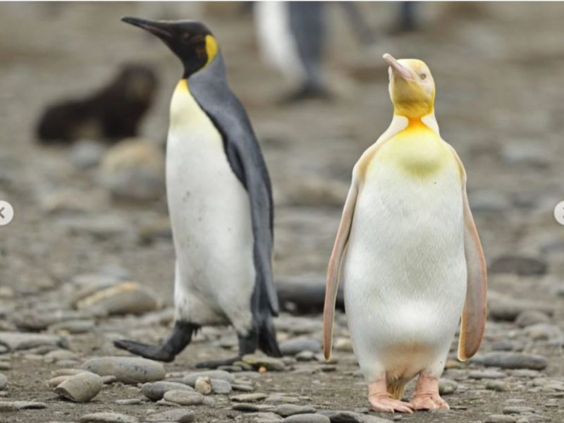 Сенсация. Впервые в мире в объектив попал желтый пингвин (ФОТО)