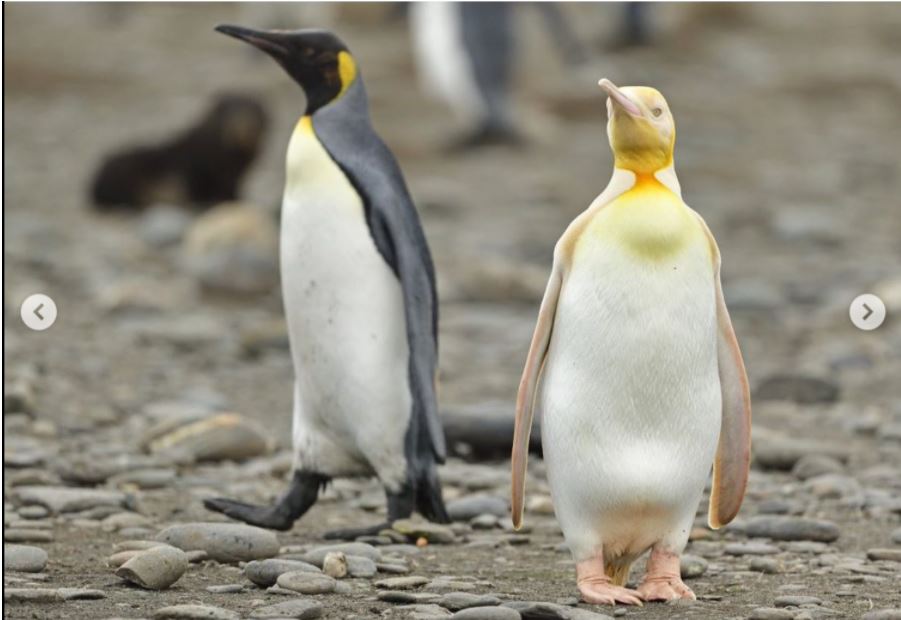 Сенсация. Впервые в мире в объектив попал желтый пингвин (ФОТО) 9