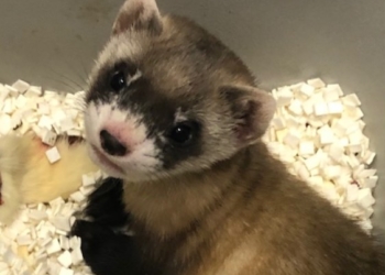 В США клонировали вымирающий вид хорьков