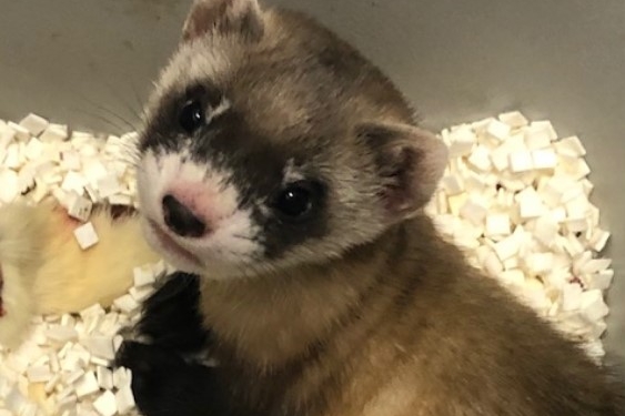 В США клонировали вымирающий вид хорьков