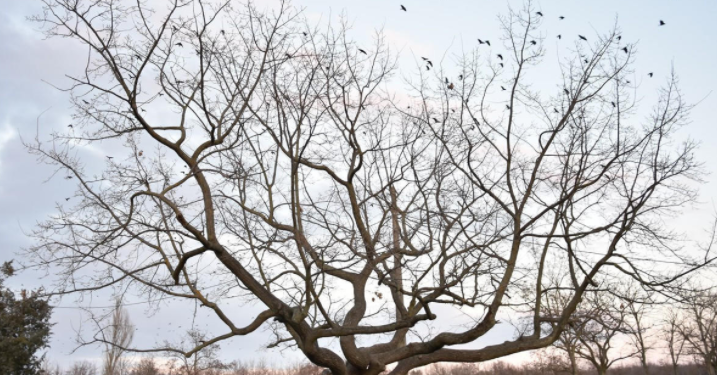 Три старых дуба в Николаеве получат охранный статус