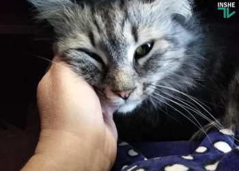 Даже кошки страдают от коронавирусного карантина – ученые