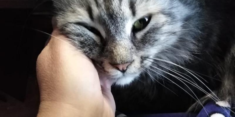 Даже кошки страдают от коронавирусного карантина – ученые