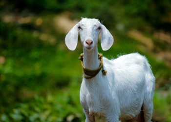 Хотим услышать живое мэ-э-э. Британка заработала $68 тыс. на продаже видеозвонков с козами (ВИДЕО)