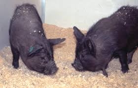 Ученые научили свиней играть в видеоигры