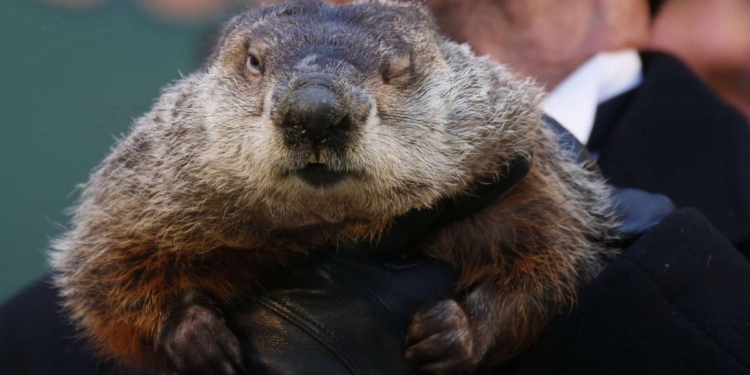 В РФ День сурка не задался – в Москве он не проснулся, в Питере умер. Весны не будет?