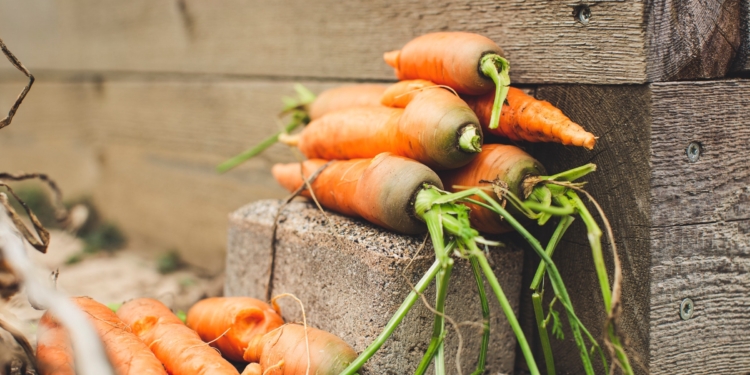 В Дании уже два года спасают уродливые овощи. И у них получается!