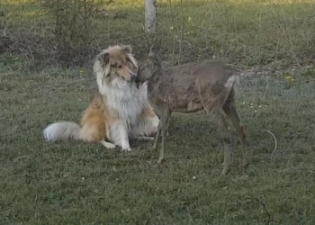 Безграничная нежность: как колли и олень ухаживают друг за другом (ВИДЕО)