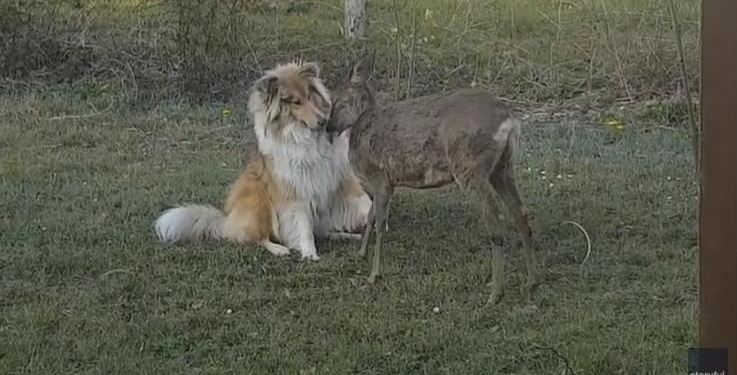 Безграничная нежность: как колли и олень ухаживают друг за другом (ВИДЕО)