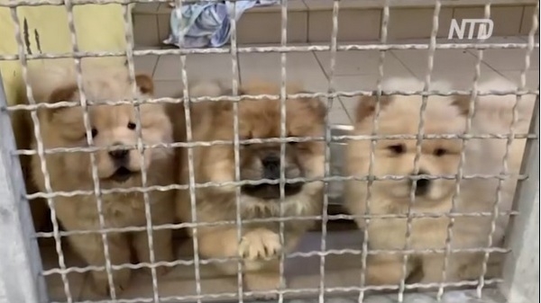 Почти как в кино: 101 щенка вырвали из рук контрабандистов в Германии (ВИДЕО)