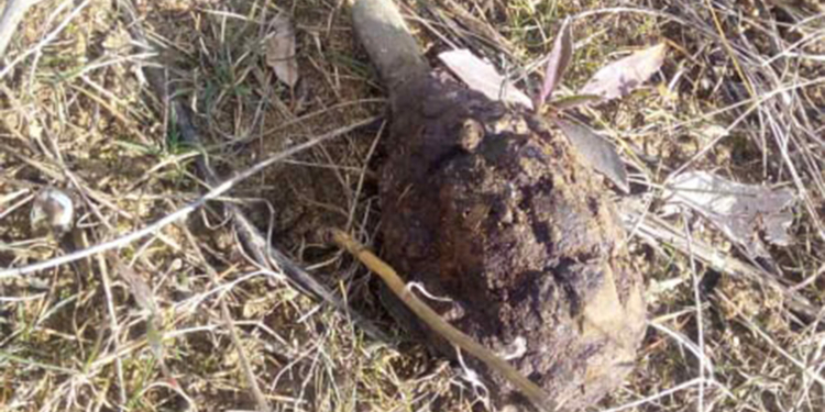 На окраине Николаева нашли старую гранату Ф1. И обезвредили (ФОТО)