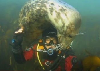 Как тюлени помогают расслабиться английскому врачу, который борется с коронавирусом (ВИДЕО)