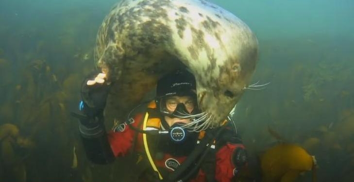 Как тюлени помогают расслабиться английскому врачу, который борется с коронавирусом (ВИДЕО)