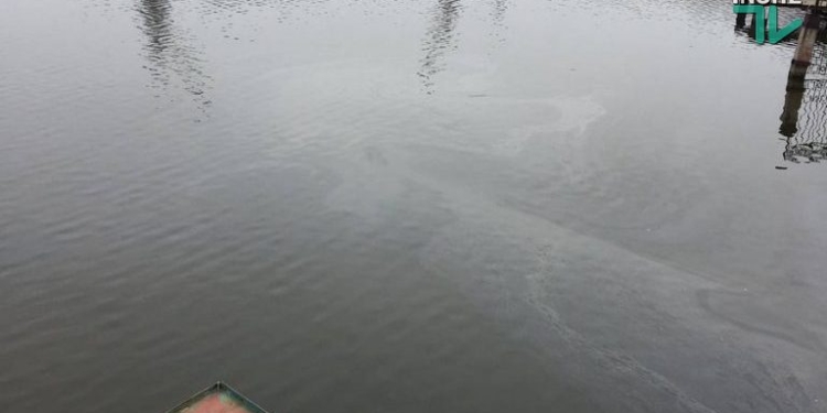 Таки разлив нефтепродуктов: экологи определили характер и площадь пятна у понтонного моста в Николаеве, обсчитали размер ущерба и намерены обратиться в полицию