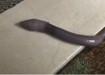 Как гигантский дождевой червяк пытался спрятаться от ливня в номере австралийского мотеля (ВИДЕО)