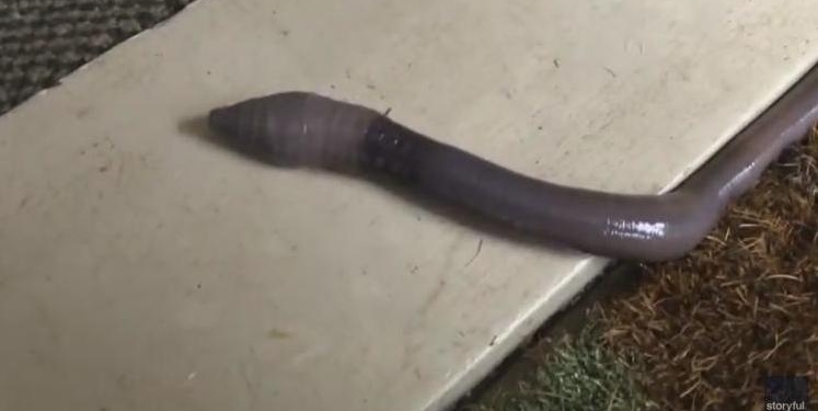 Как гигантский дождевой червяк пытался спрятаться от ливня в номере австралийского мотеля (ВИДЕО)