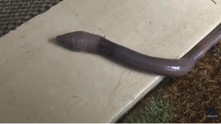 Как гигантский дождевой червяк пытался спрятаться от ливня в номере австралийского мотеля (ВИДЕО) 1